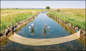 Photo of Cross Cut Canal fish seining efforts